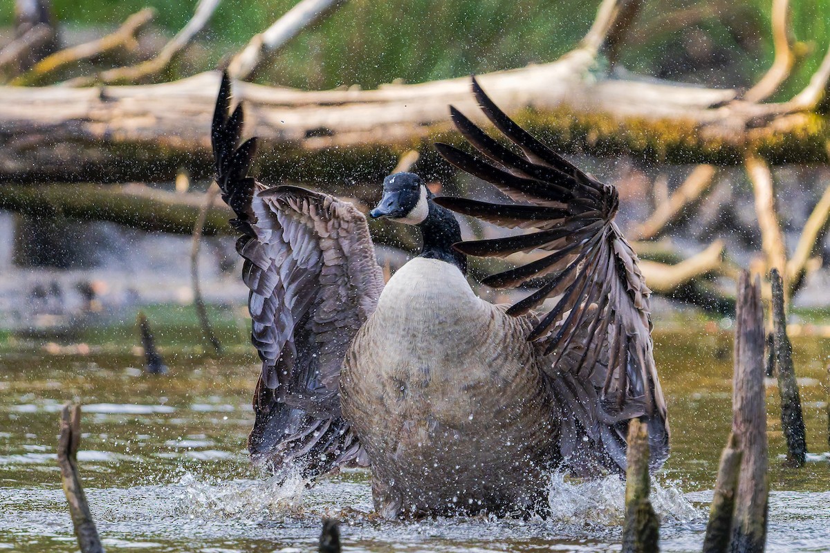 Canada Goose - ML643788635