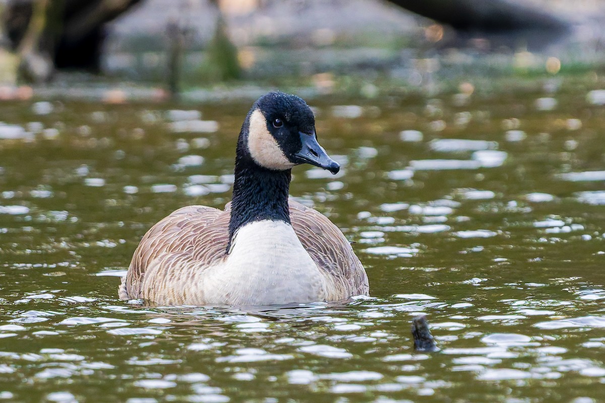 Canada Goose - ML643788636