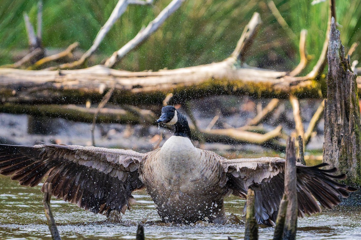Canada Goose - ML643788637