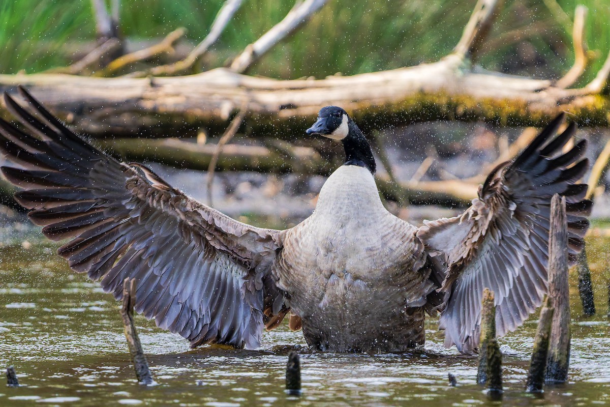 Canada Goose - ML643788638