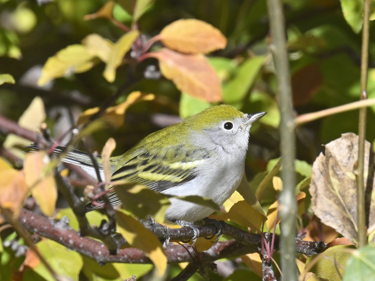 Chestnut-sided Warbler - ML643788650