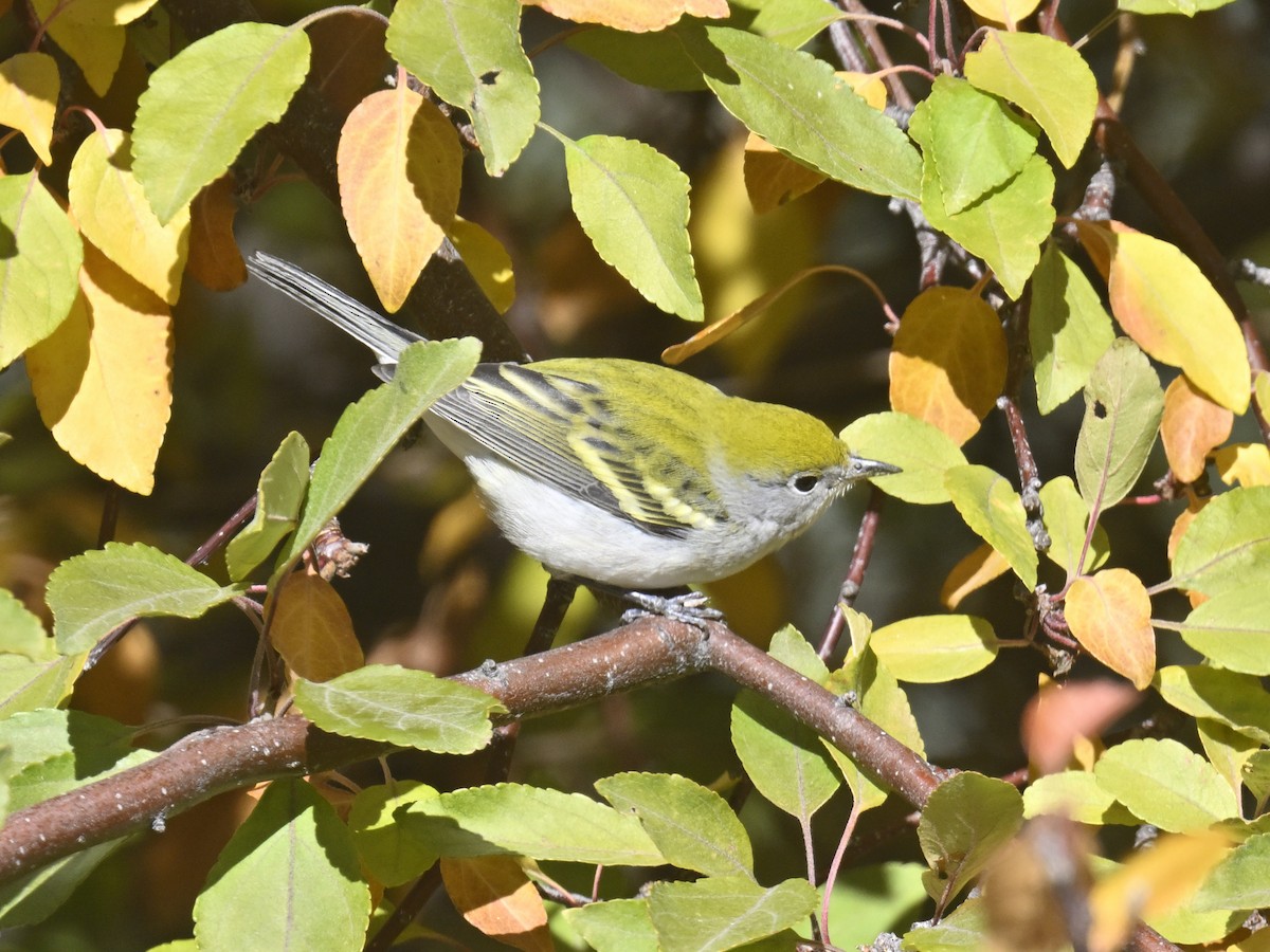 Chestnut-sided Warbler - ML643788661