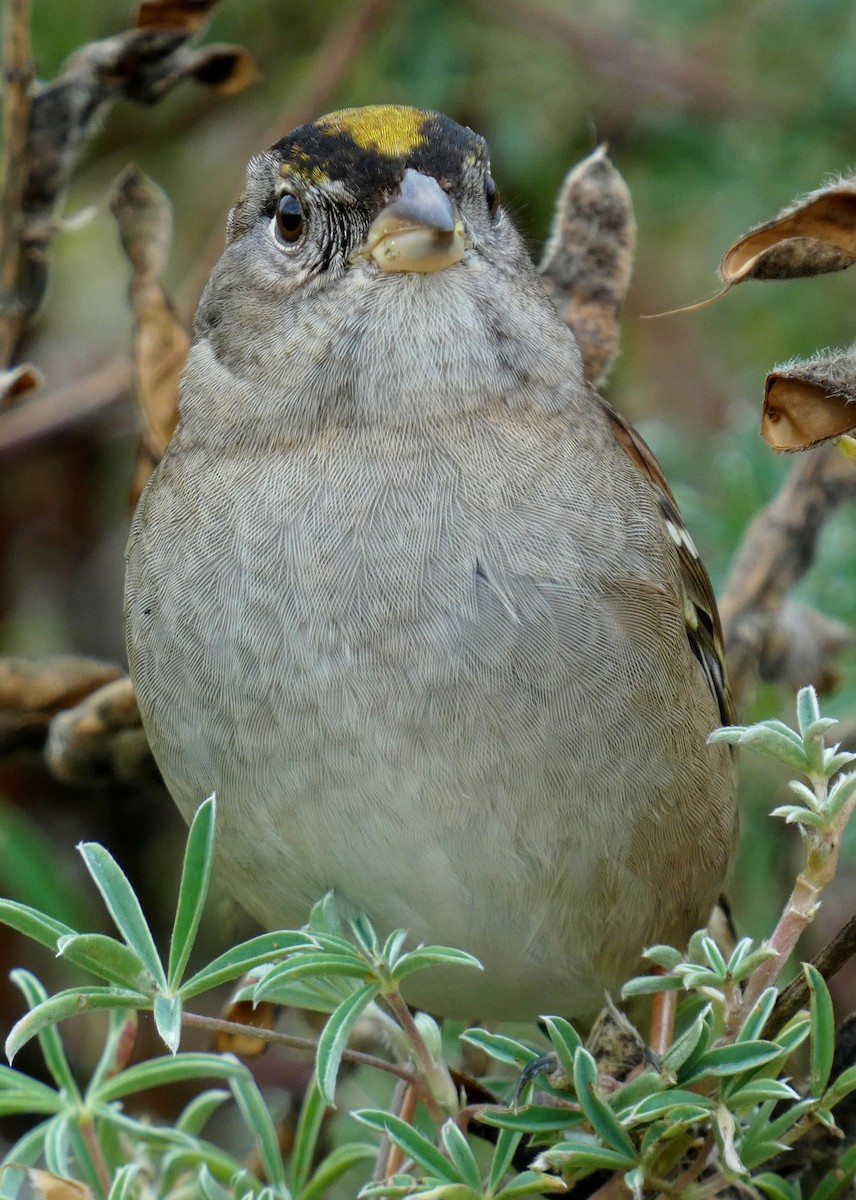 Kronenammer - ML643788662