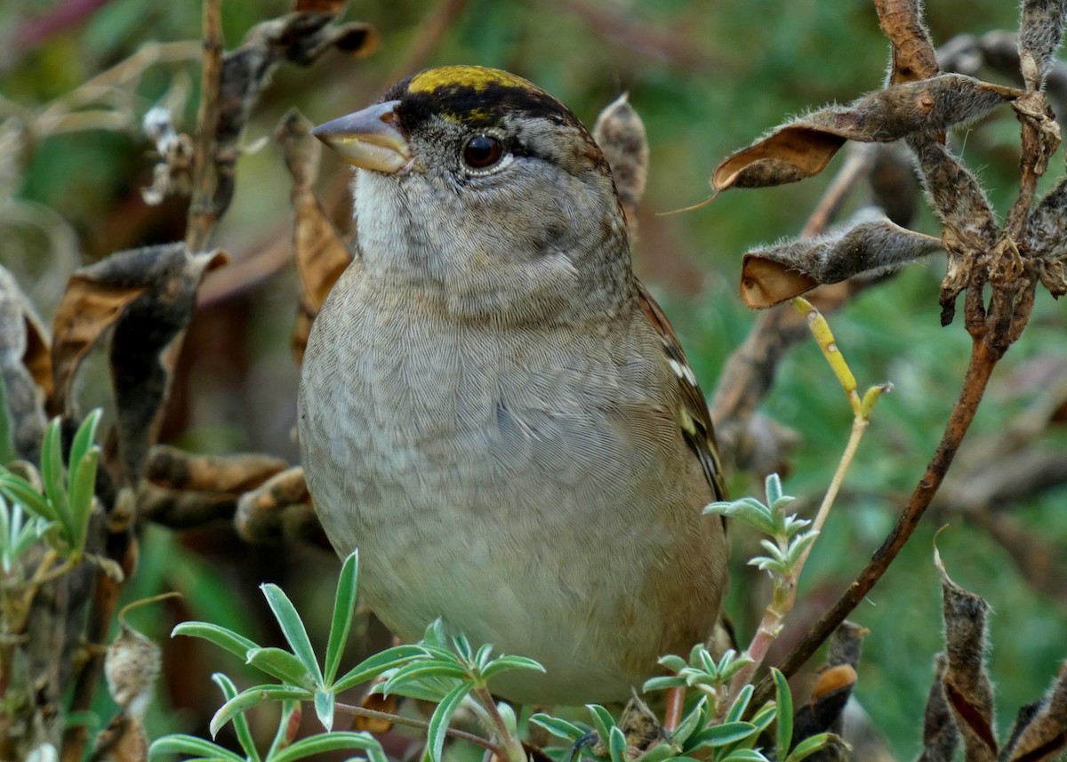 Kronenammer - ML643788663