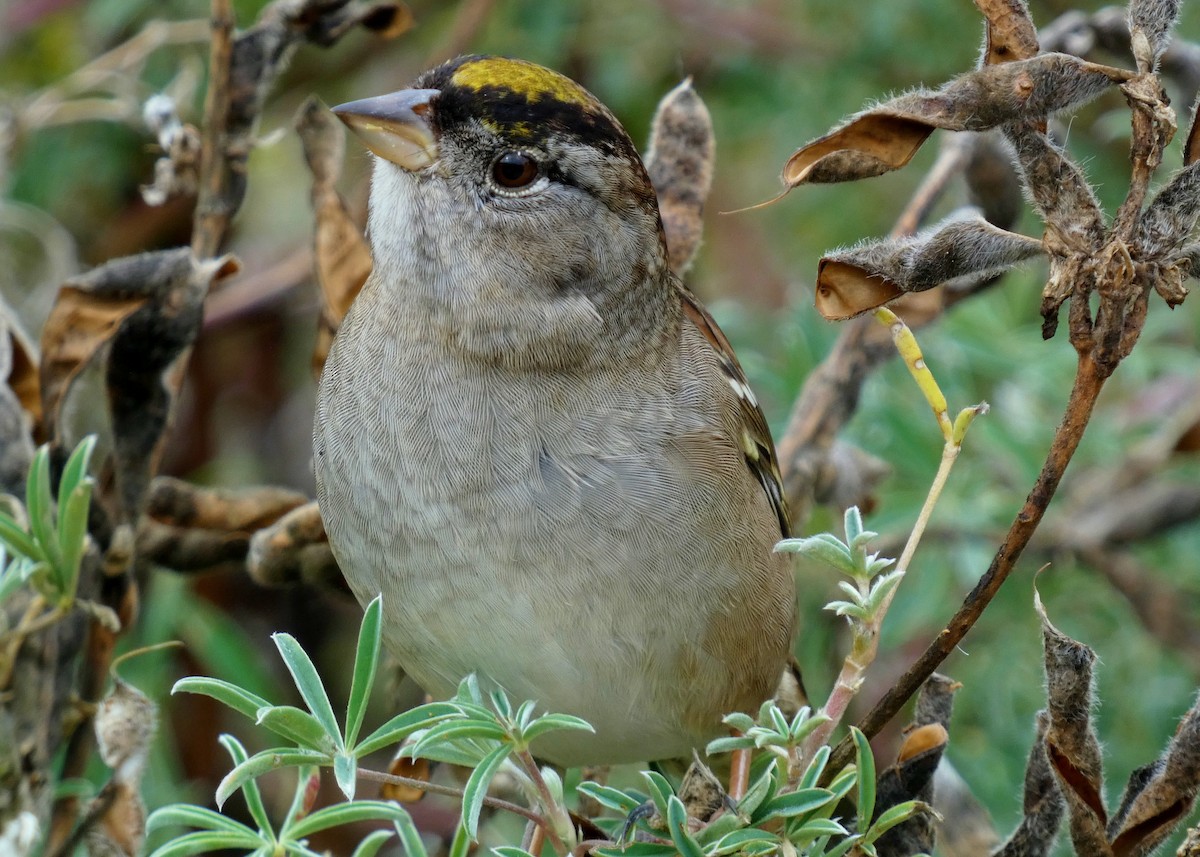 Kronenammer - ML643788664