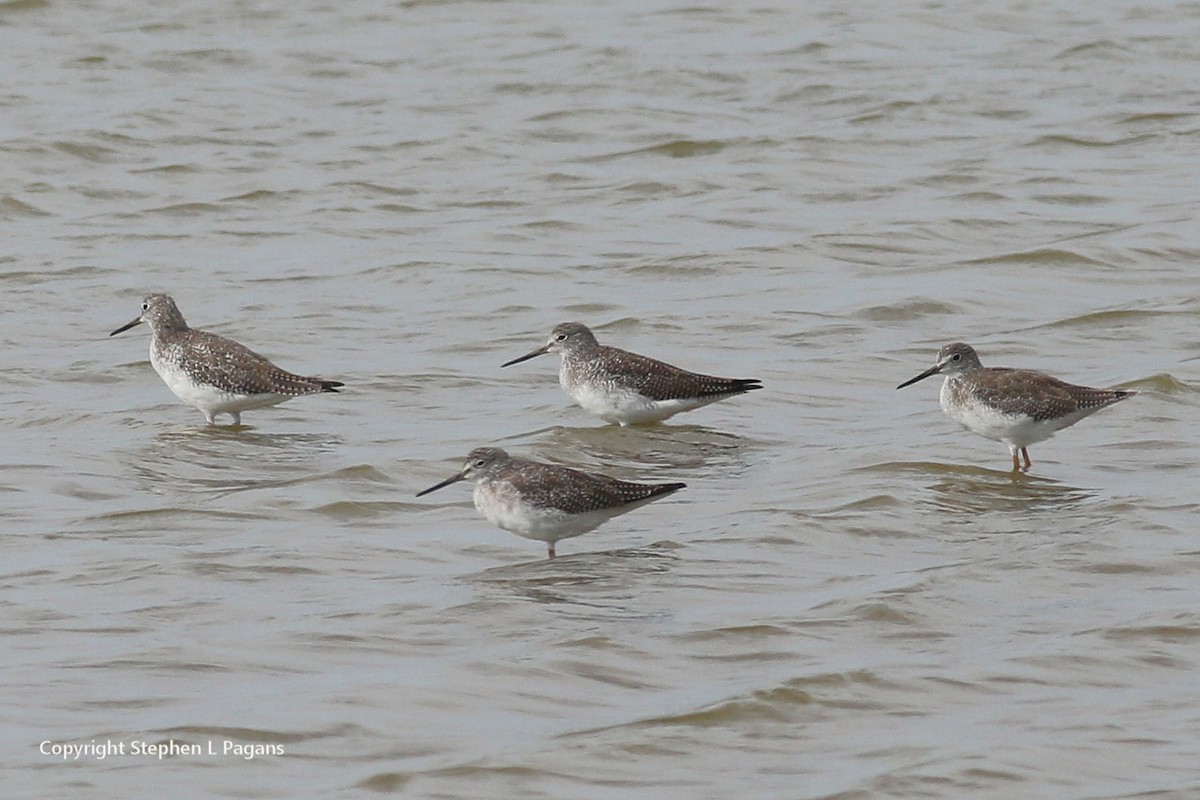 Greater Yellowlegs - ML643788667