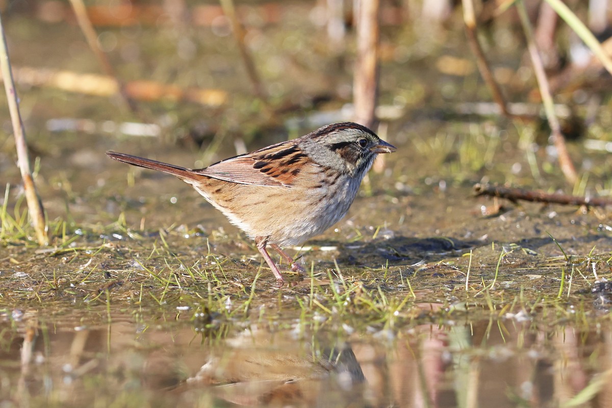 Swamp Sparrow - ML643788671