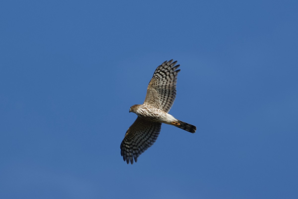 Sharp-shinned Hawk (Northern) - ML643788678