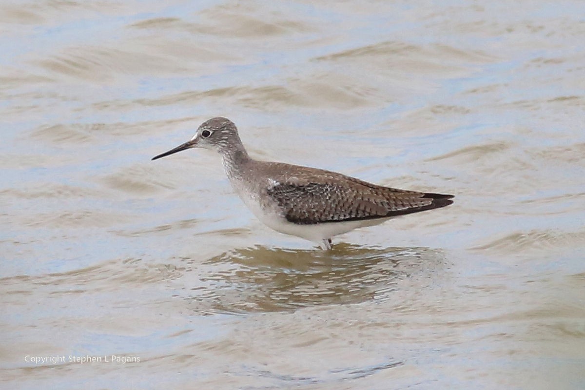 Lesser Yellowlegs - ML643788689