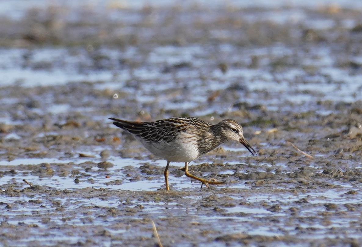 Piovanello pettorale - ML643788691