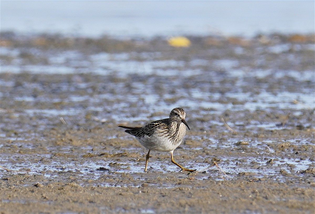 Piovanello pettorale - ML643788692