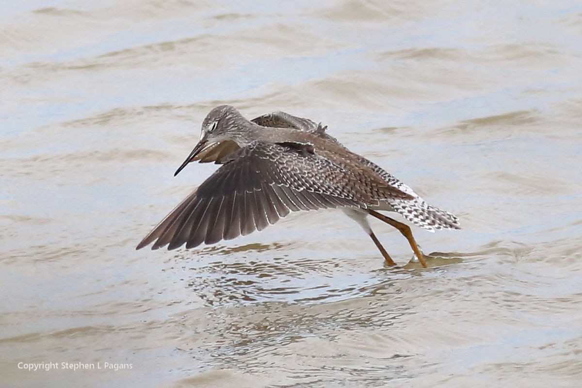 Lesser Yellowlegs - ML643788705