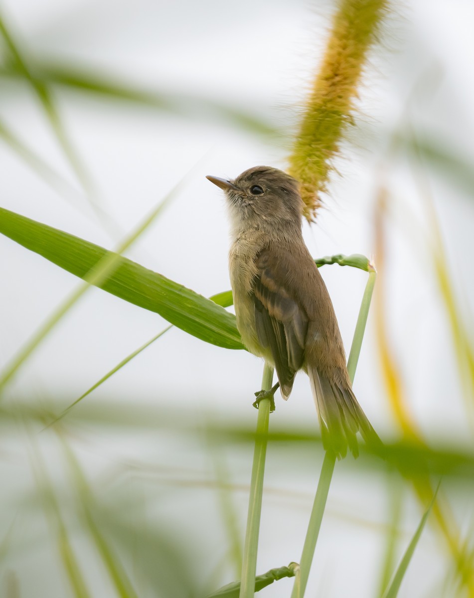 White-throated Flycatcher - ML643788728