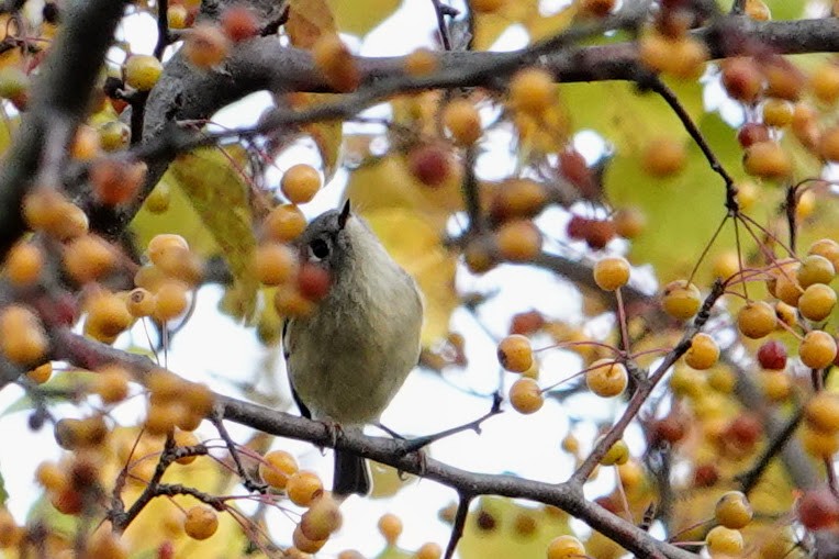 Ruby-crowned Kinglet - ML643788729