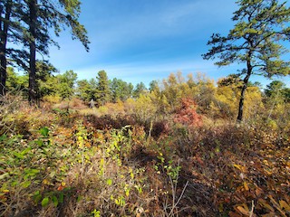 Albany Pine Bush Preserve--Karner Barrens East, Albany, New York