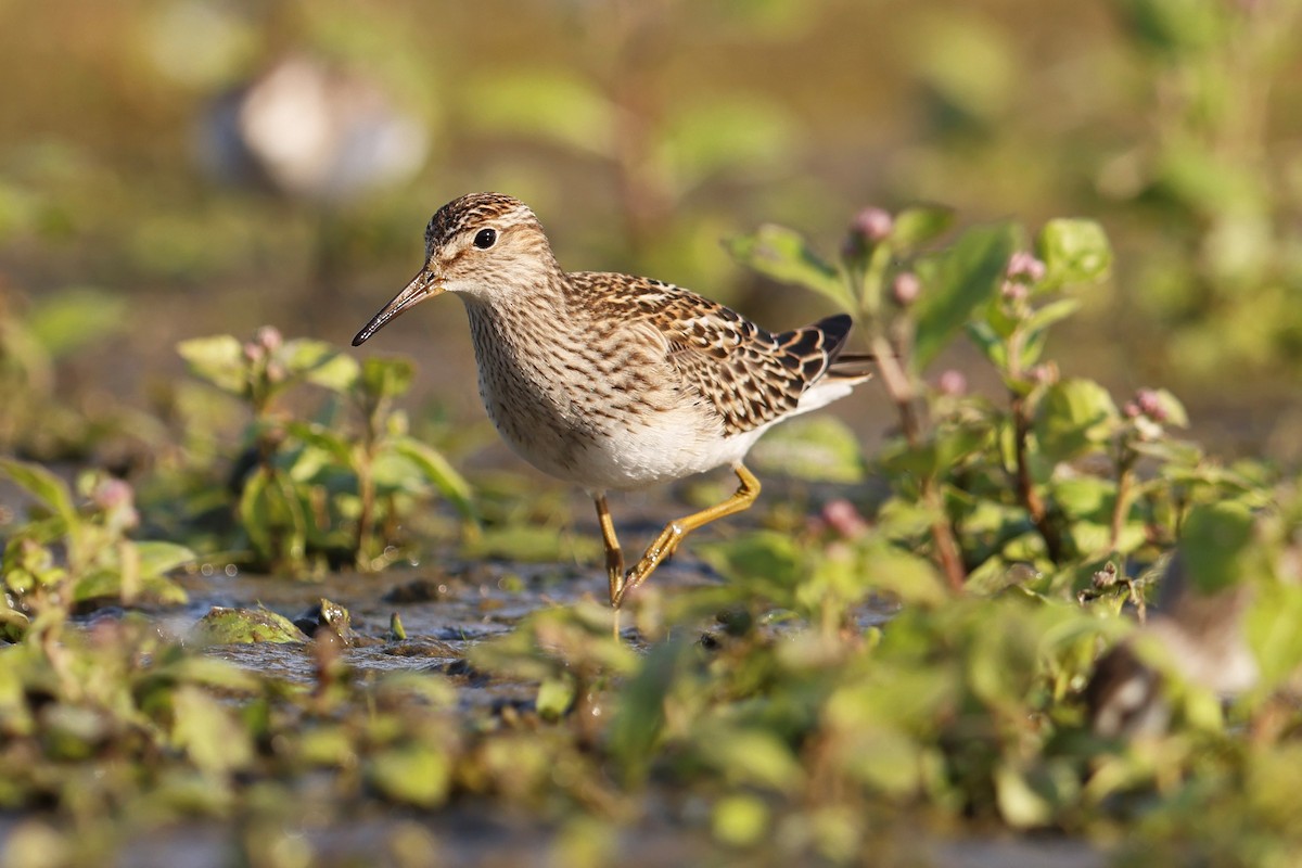 Pectoral Sandpiper - ML643788753