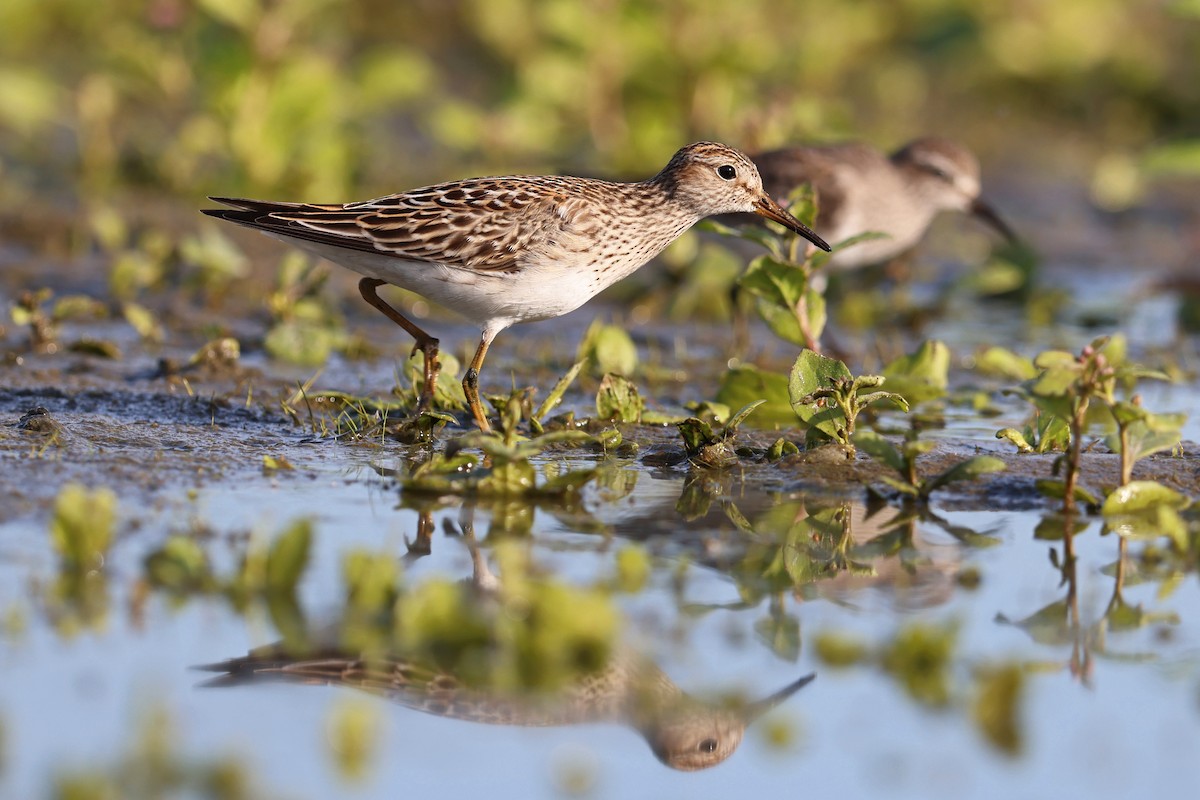Pectoral Sandpiper - ML643788755