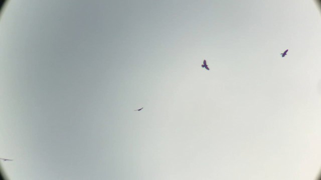 ハネビロノスリ - ML643788764