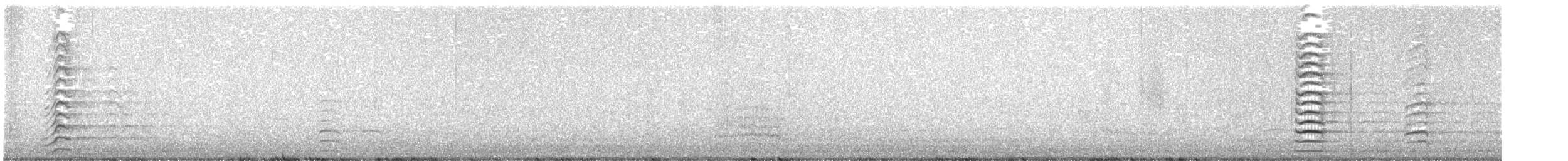 Cacatoès corella - ML643788778