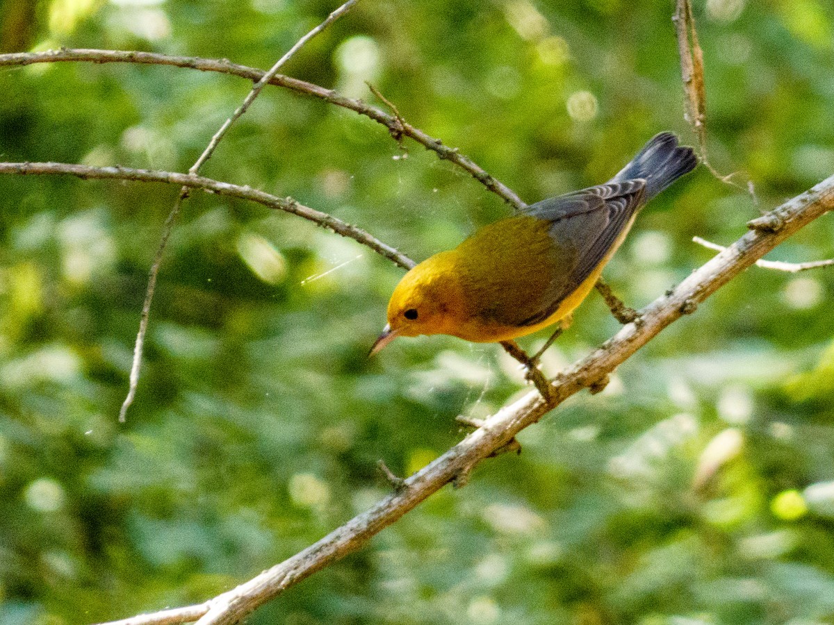 plommeparula - ML643788785