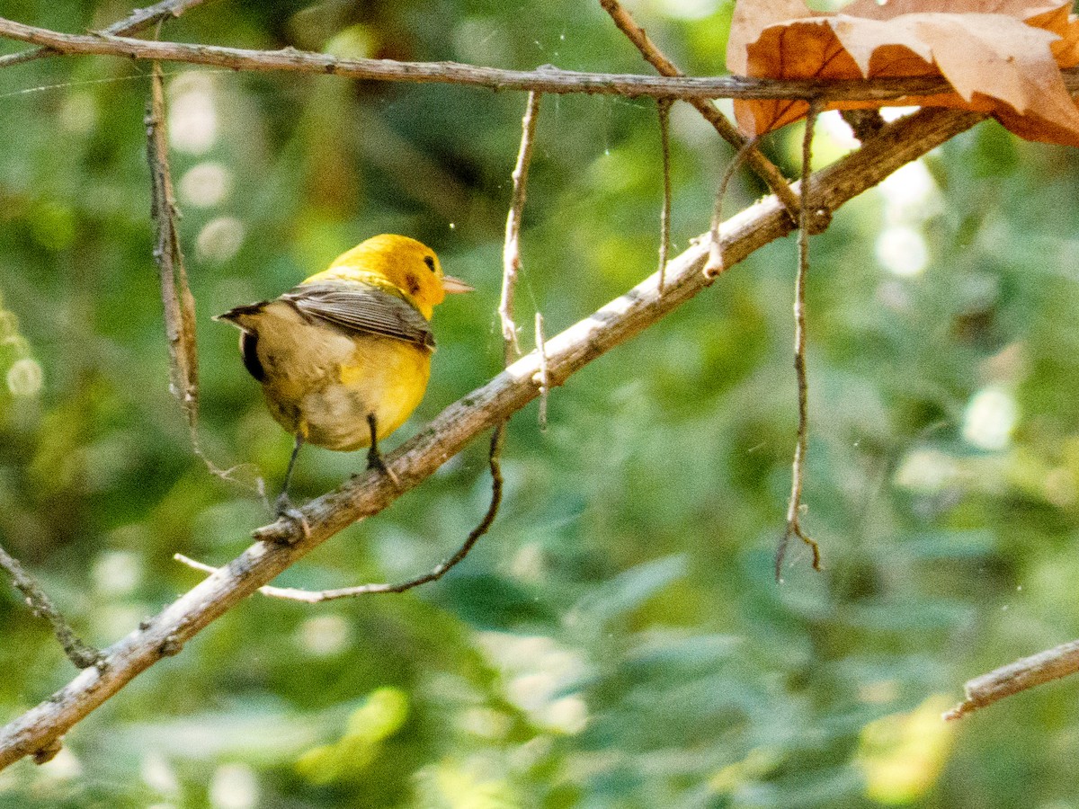 plommeparula - ML643788786