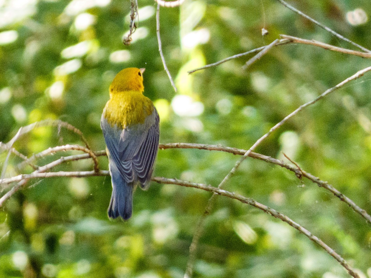 plommeparula - ML643788787
