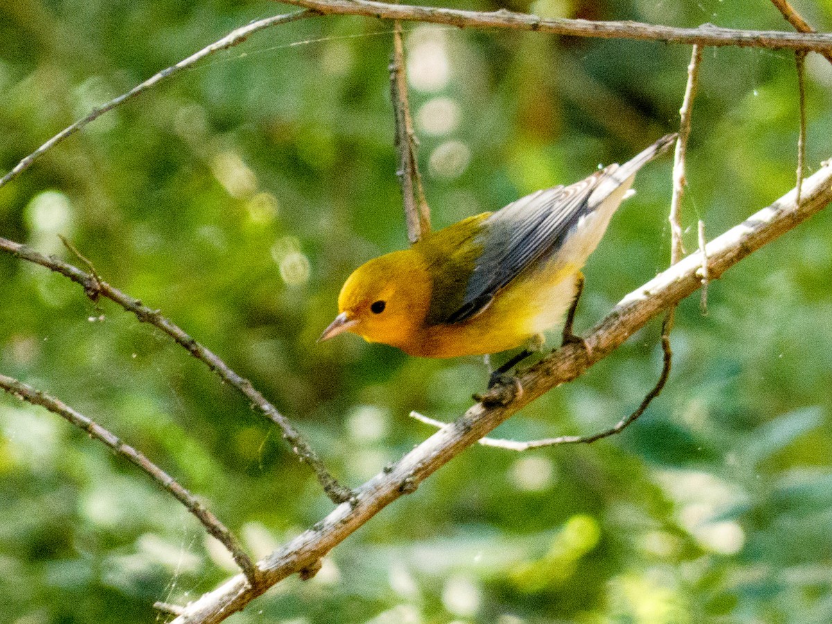 plommeparula - ML643788788