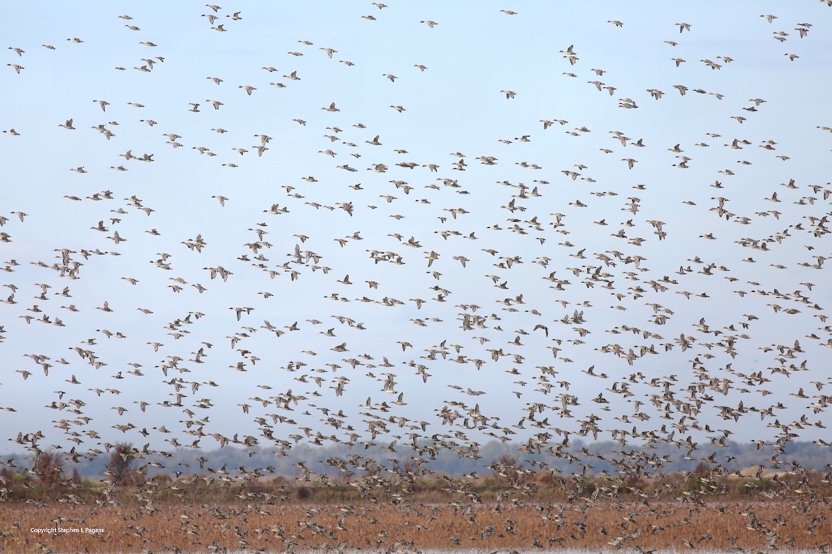 Northern Pintail - ML643788797
