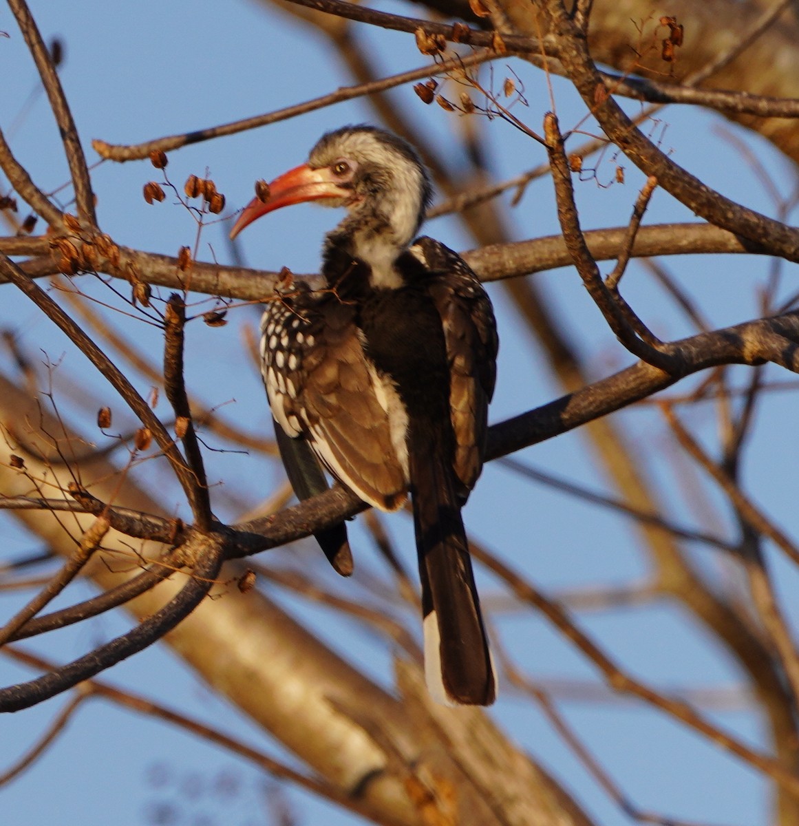 Southern Red-billed Hornbill - ML643788805