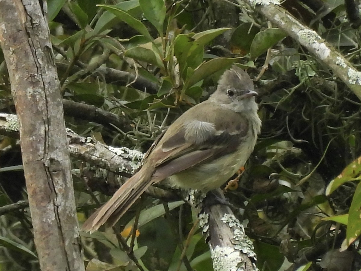 Yellow-bellied Elaenia - ML643788811