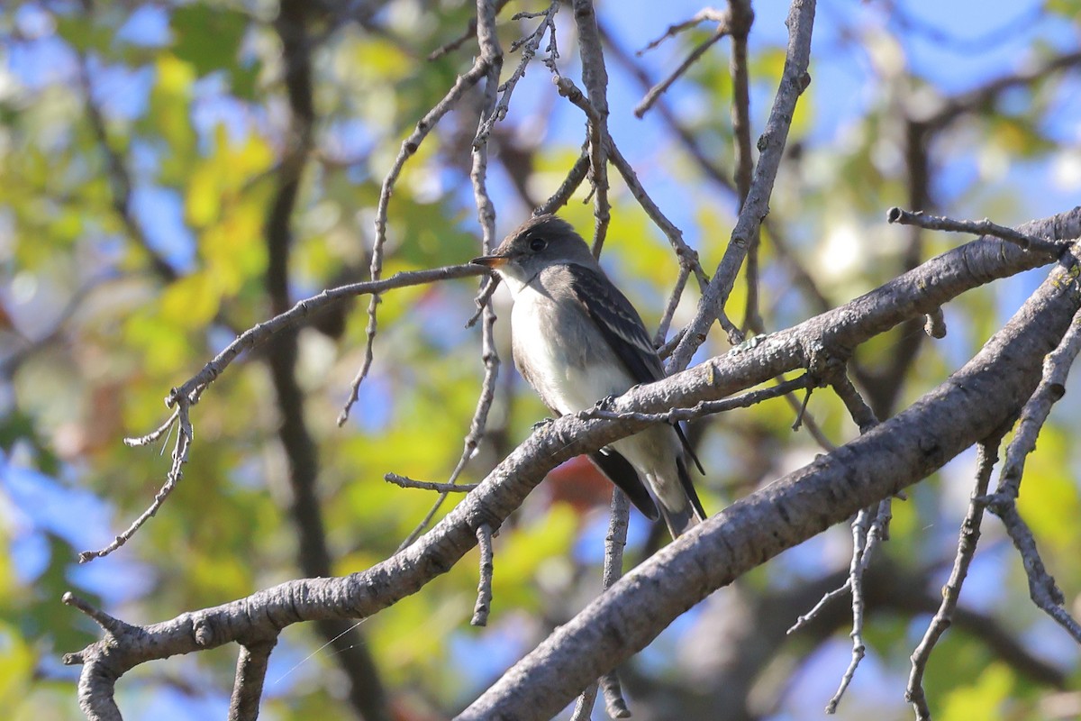 Western Wood-Pewee - ML643788825