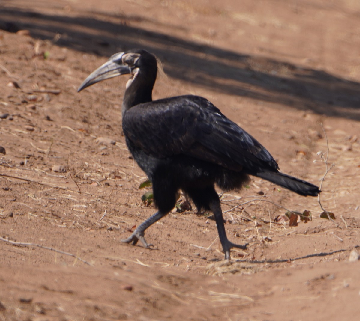 Southern Ground-Hornbill - ML643788827
