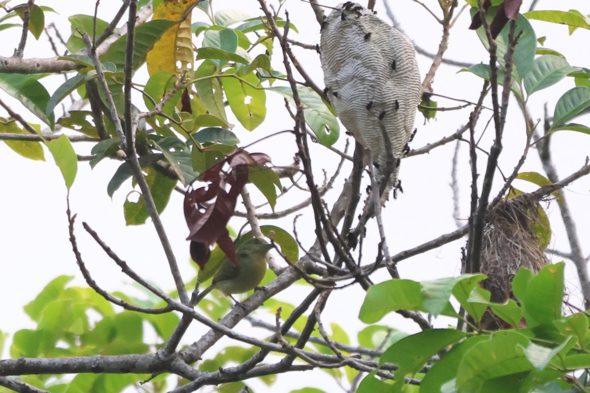 new world flycatcher sp. - ML643788892