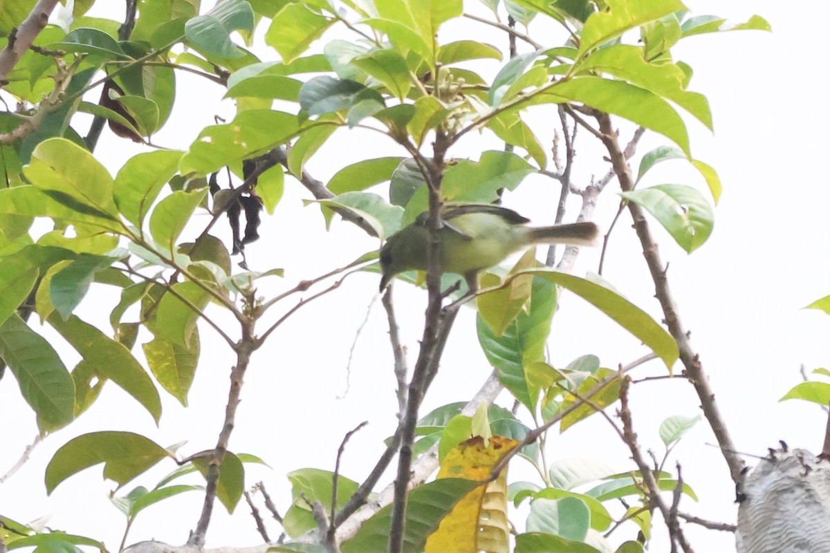 new world flycatcher sp. - ML643788893