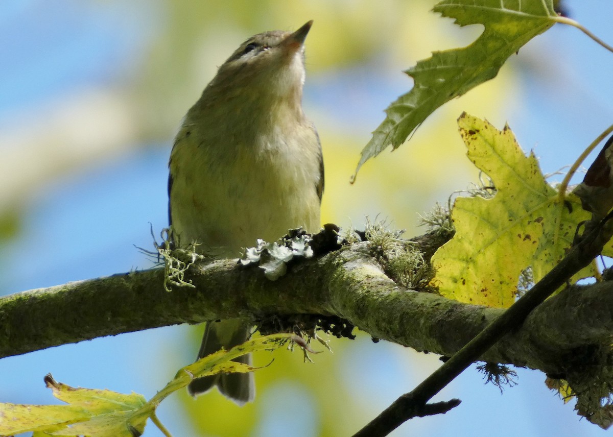 Warbling Vireo (Western) - ML643788930