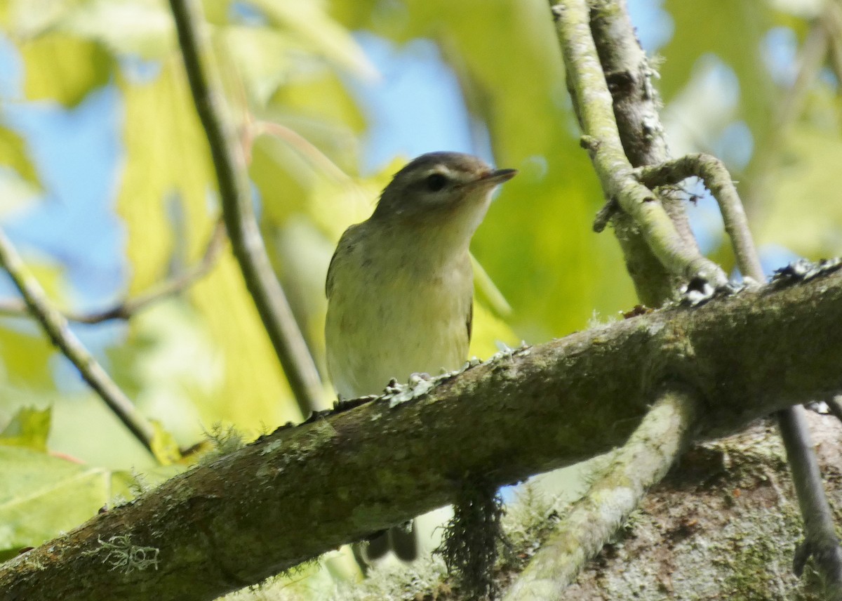 Warbling Vireo (Western) - ML643788931