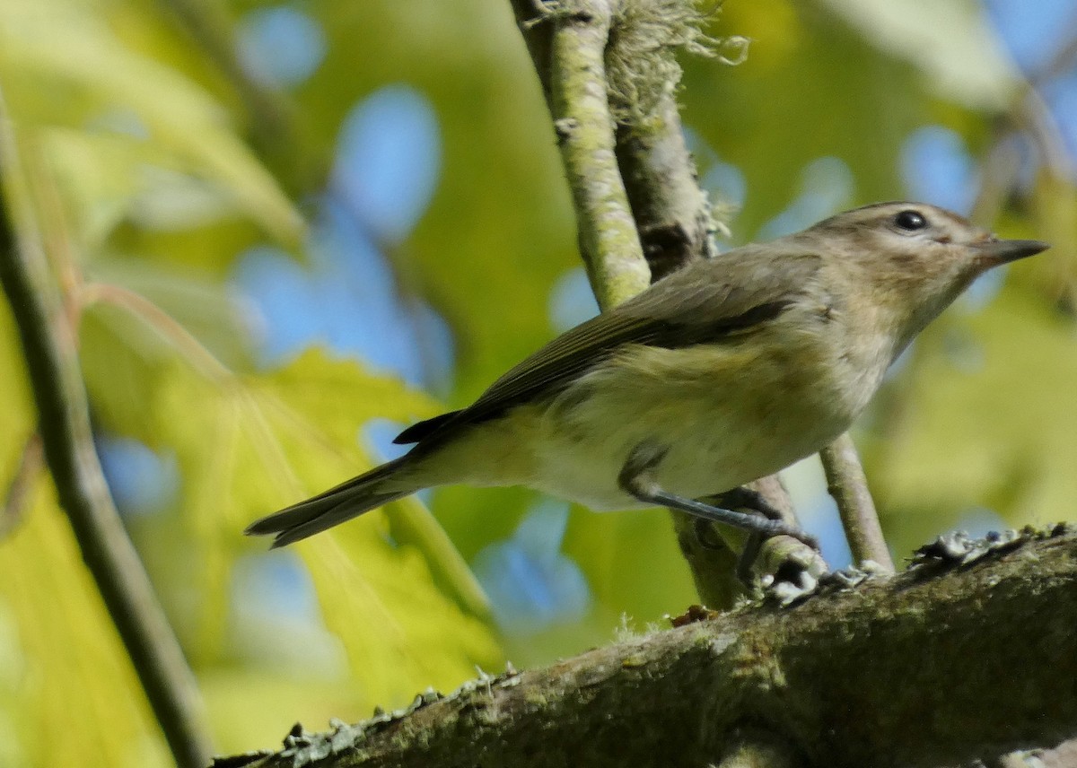 Warbling Vireo (Western) - ML643788932