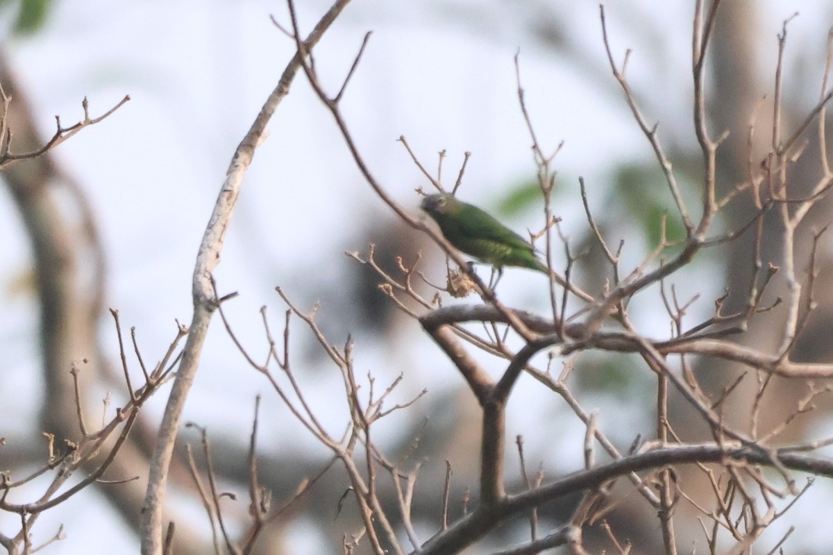 Swallow Tanager - ML643788937