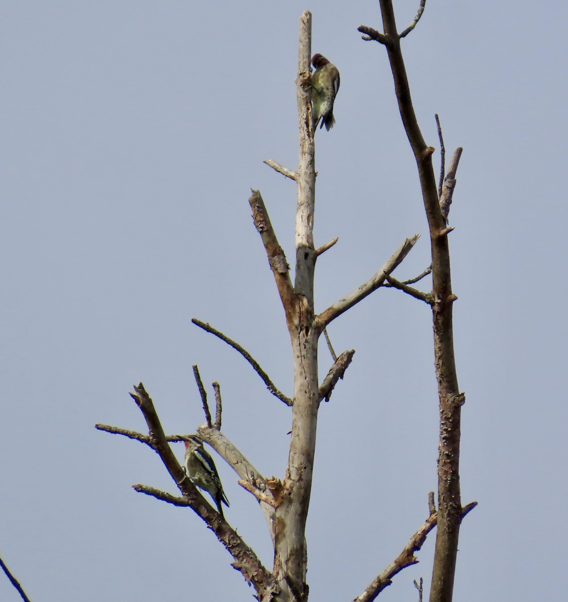 Yellow-bellied Sapsucker - ML643788955