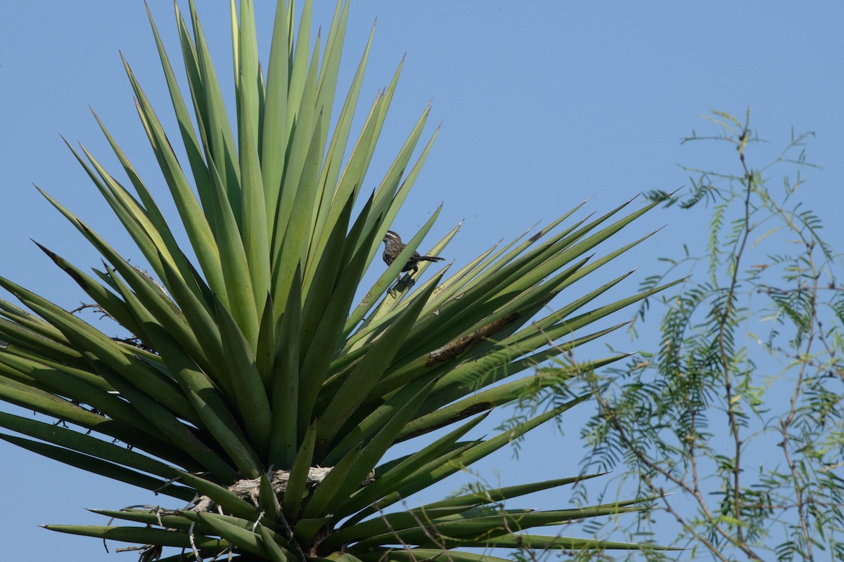 Cactus Wren - ML643788956