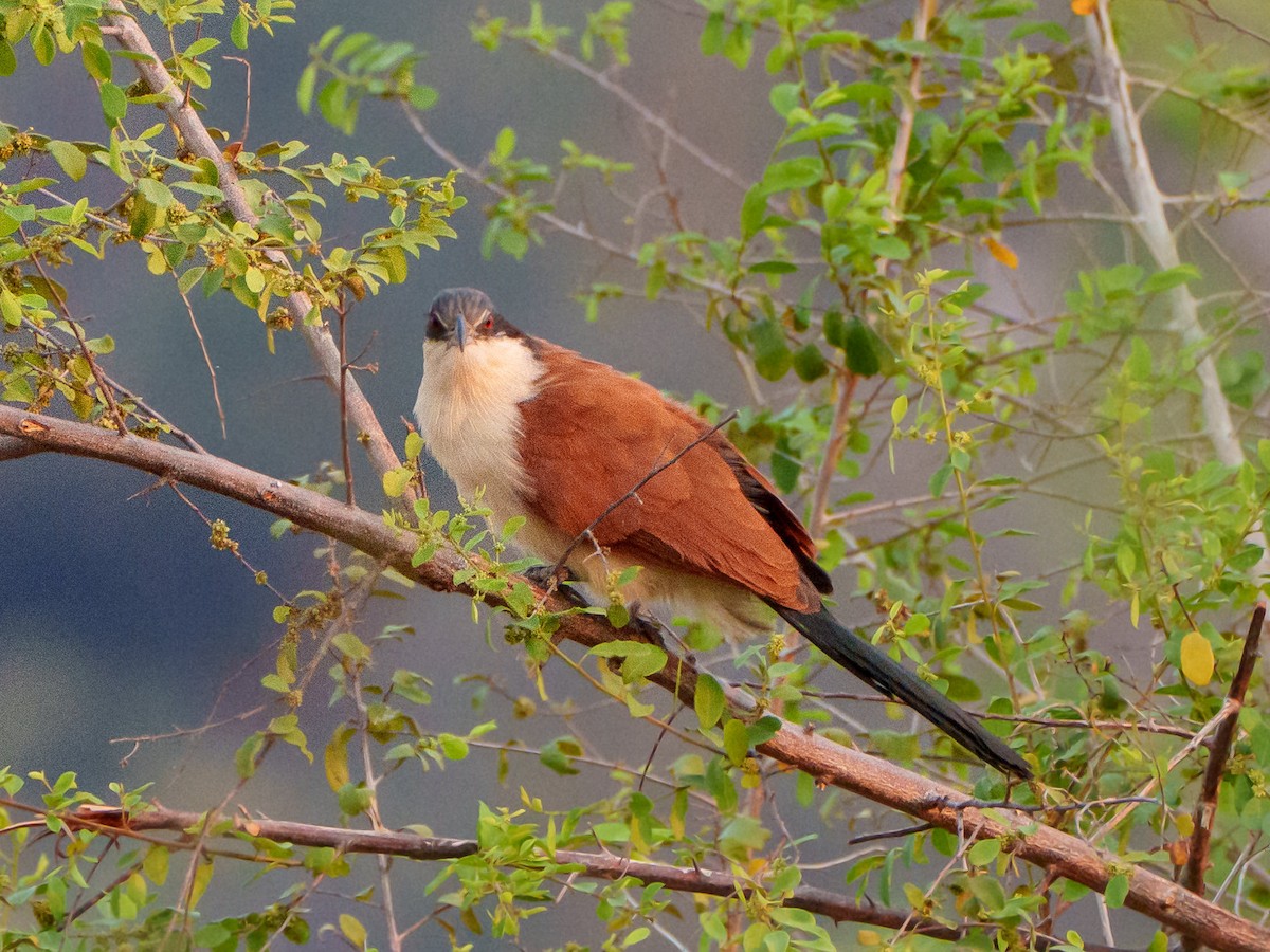 Senegal Coucal - ML643788963