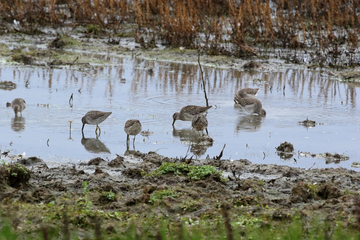 Long-billed Dowitcher - ML643788964