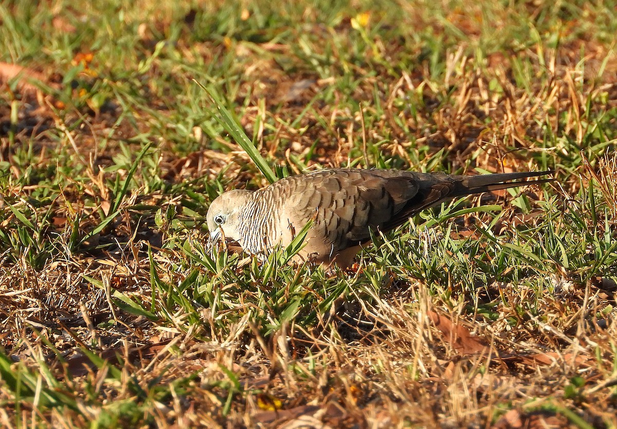 Peaceful Dove - ML643788966