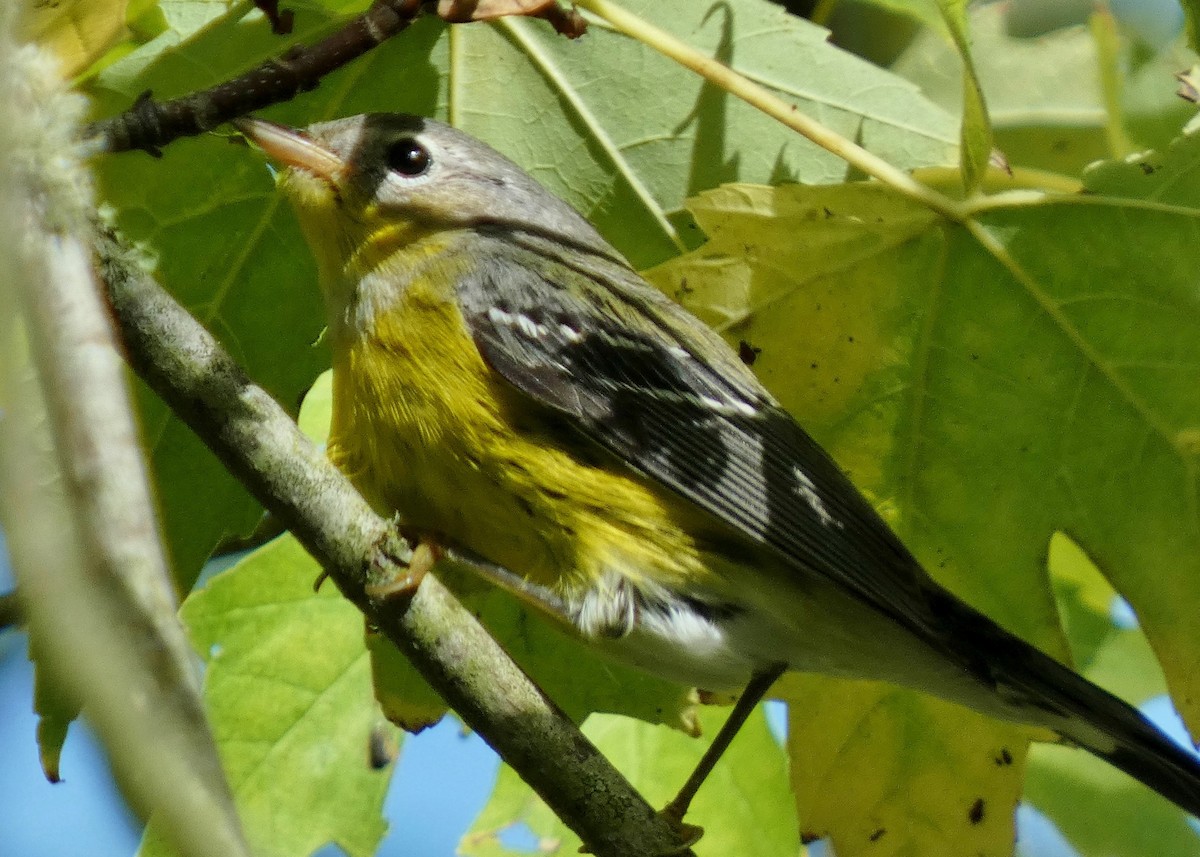 Magnolia Warbler - ML643788967