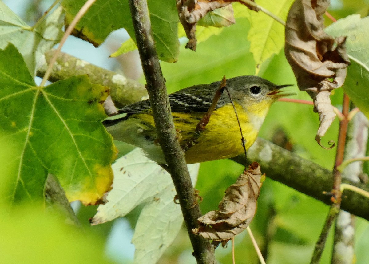 Magnolia Warbler - ML643788968