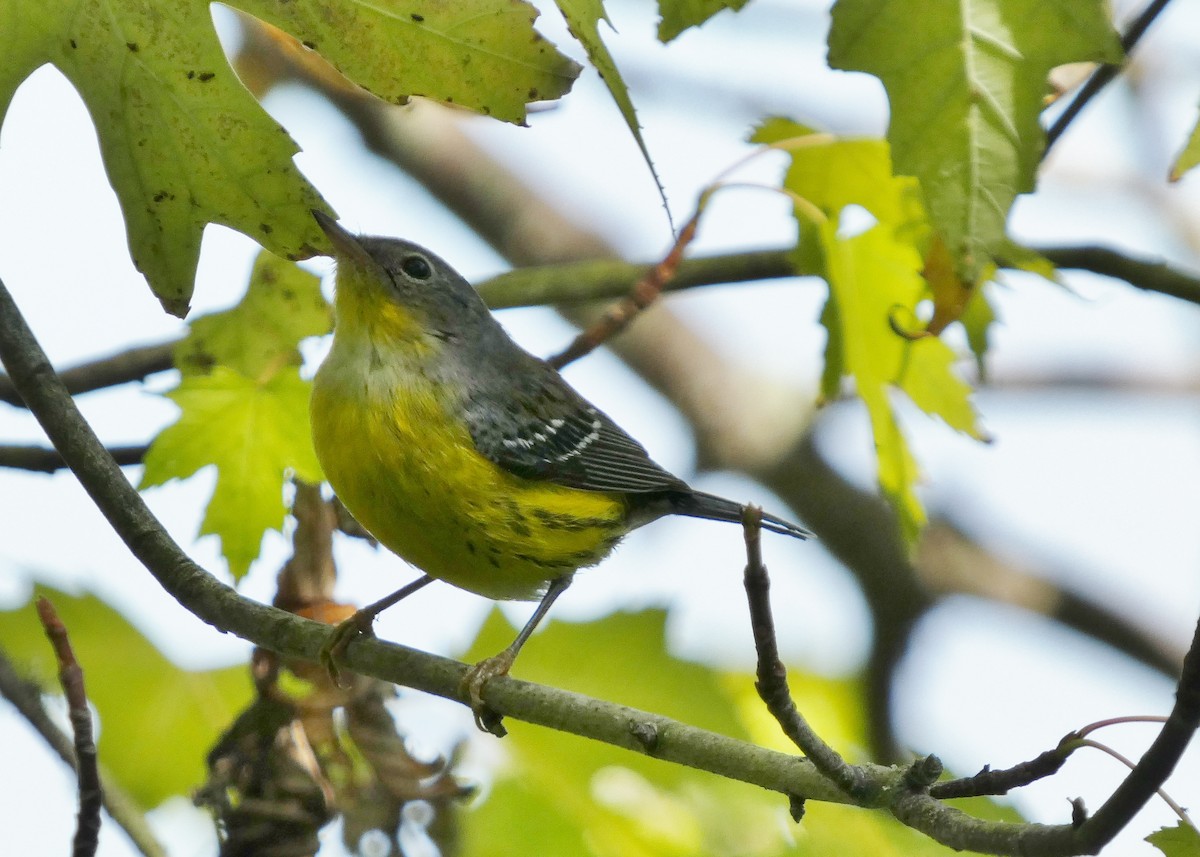 Magnolia Warbler - ML643788969