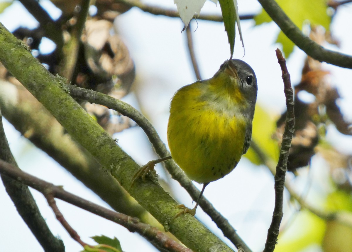 Magnolia Warbler - ML643788971