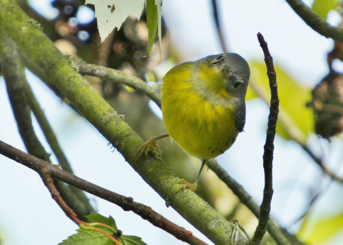 Magnolia Warbler - ML643788972