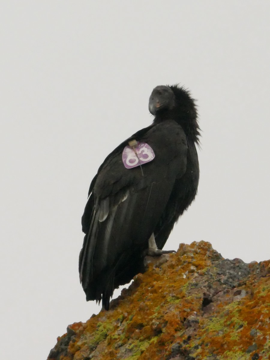 California Condor - ML643788973