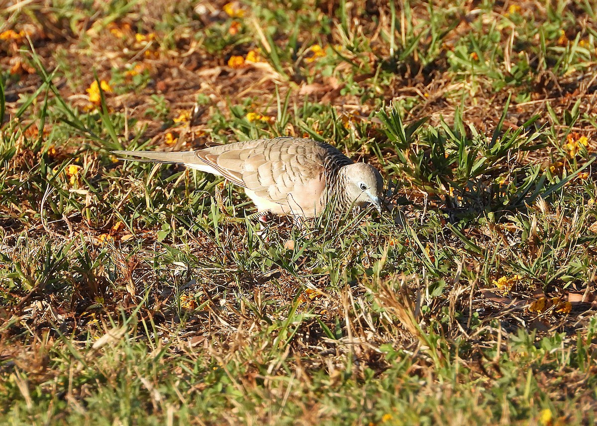 Peaceful Dove - ML643788974